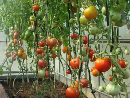 lumalagong mga kamatis sa isang greenhouse