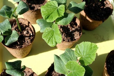 courgette zaden planten