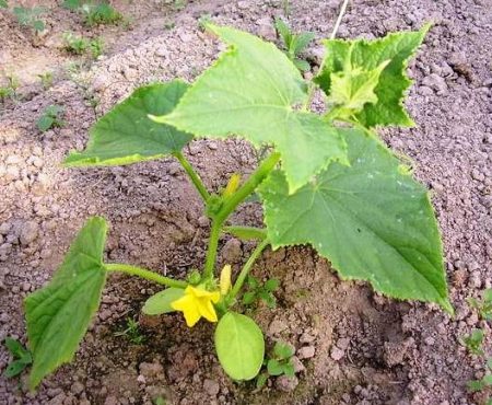 å plante agurker i åpen mark