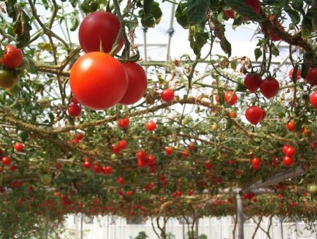 kung ano ang mga kamatis na itatanim sa isang greenhouse