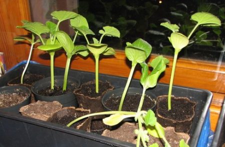 wanneer courgette voor zaailingen te planten