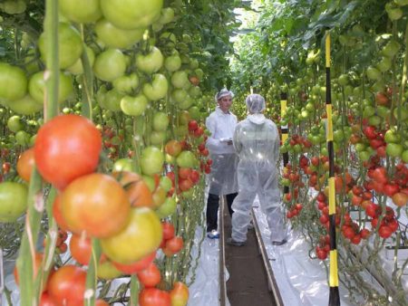 uri ng mga kamatis para sa greenhouse