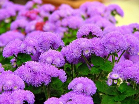 Ageratum: thuis groeiend uit zaden