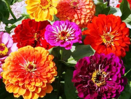 Zinnia: omsorg