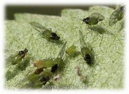 Aphids kung paano labanan