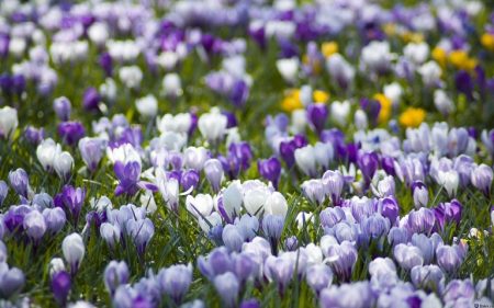 Krokussen: planten en verzorging