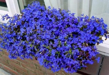 Lobelia: groeien uit zaden wanneer te planten