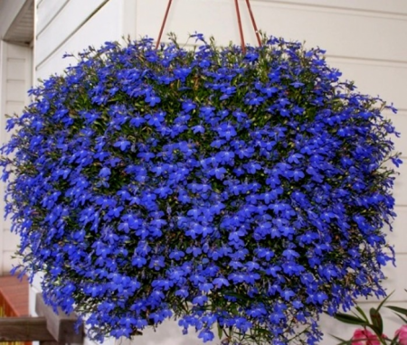 Lobelia: zaadteelt