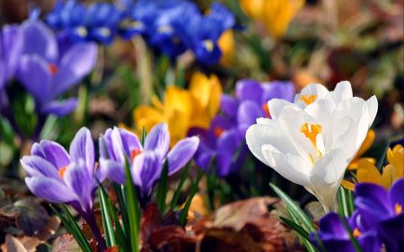 Krokussen: planten en verzorgen in de volle grond