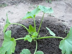 matandang pinsan zucchini