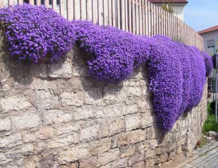 Aubrieta: vokser fra frø når du skal plante