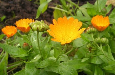 Calendula: frø vokser