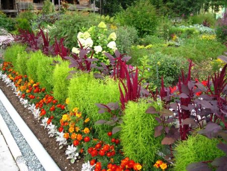 Cochia: groeit uit zaden wanneer te planten