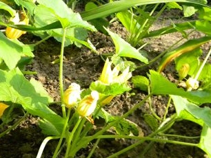 blomstrende zucchini