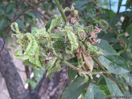 Hoe om te gaan met bladluizen op fruit