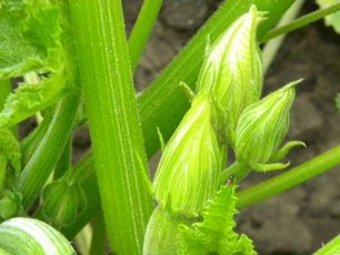 de vorming van de eierstokken van courgette