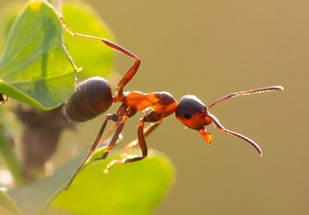 Hoe om te gaan met mieren in de tuin