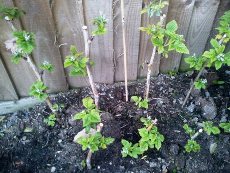 Frambozenboom: planten en verzorging