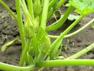 eierstok courgettes