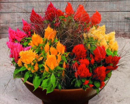 Celosia: plante fra frø når du skal plante