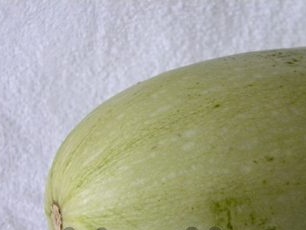 Groeiende courgette in het open veld