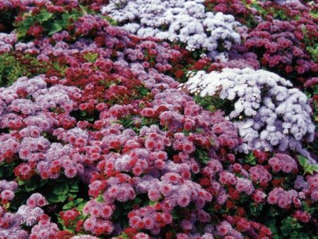 Ageratum: frødyrking