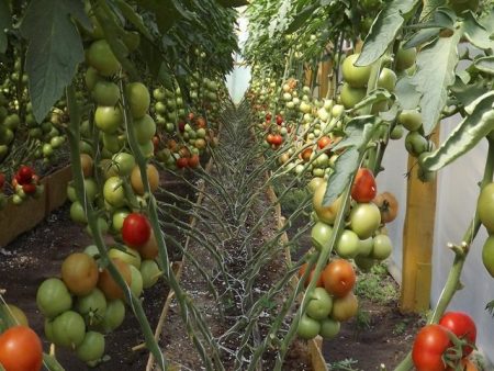 Tomato Blagovest: mga pagsusuri