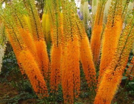 Eremurus landing at pag-aalaga