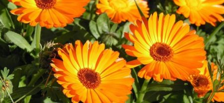 Calendula: vokser fra frø når du skal plante