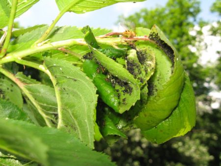 Vecht tegen bladluizen op fruit