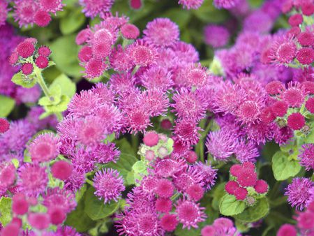 Ageratum: lumalaki