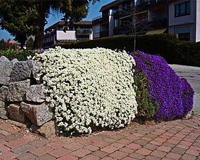 arabis landing en verzorging