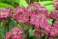 astrantia panlabas na pagtatanim at pag-aalaga