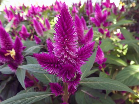 Celosia: landing