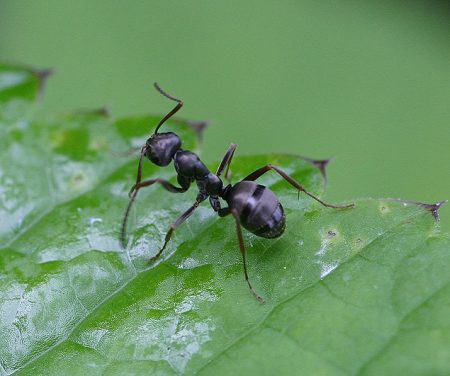 Paano haharapin ang mga ants sa hardin