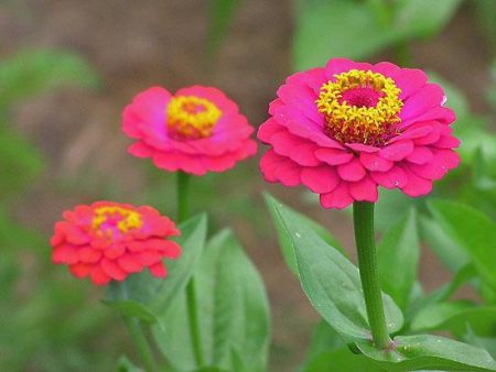 Zinnia: Frø vokser