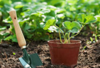 Hoe zorg je voor aardbeien in het voorjaar, zodat er een goede oogst is