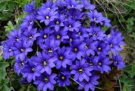 gentian planting at pag-aalaga