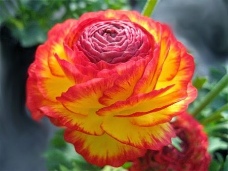 Ranunculus: planting og stell