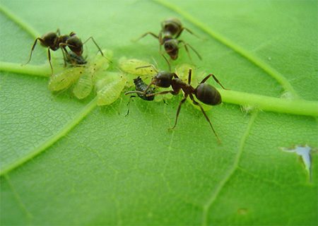 Hoe om te gaan met mieren in de tuin