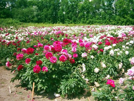 Pioenen: planten en verzorgen in de volle grond