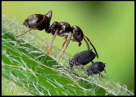 Paano makitungo sa mga ants