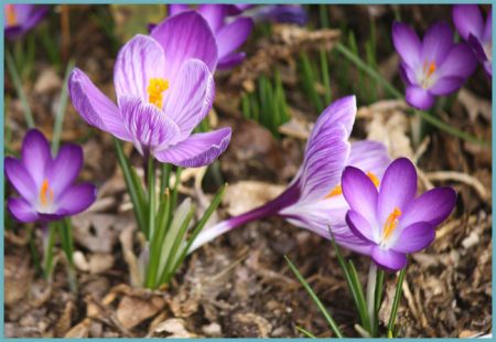 Mga Crocus: landing