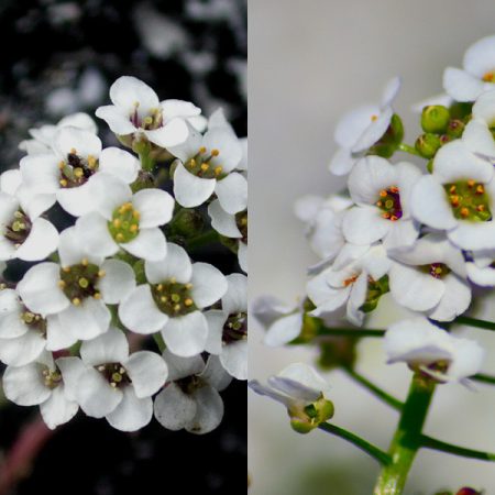 Lobularia: lumalaki