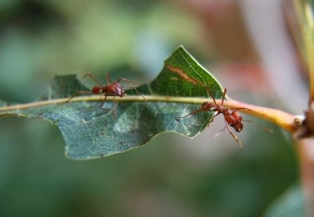 Hoe om te gaan met mieren in de tuin