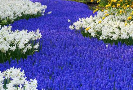 Muscari: landing og stell