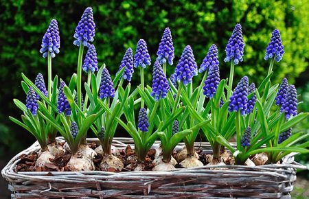 Muscari: planting og stell i det åpne bakken