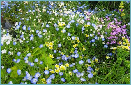 Nemophila: lumalaki mula sa buto