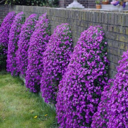 Aubrieta: vokser fra frø hjemme