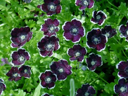 Nemophila: vokser fra frø, når du skal plante